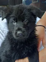 Fila Gray Male, a male German Shepherd Dog for sale in Virginia Beach, VA – 1 of 1