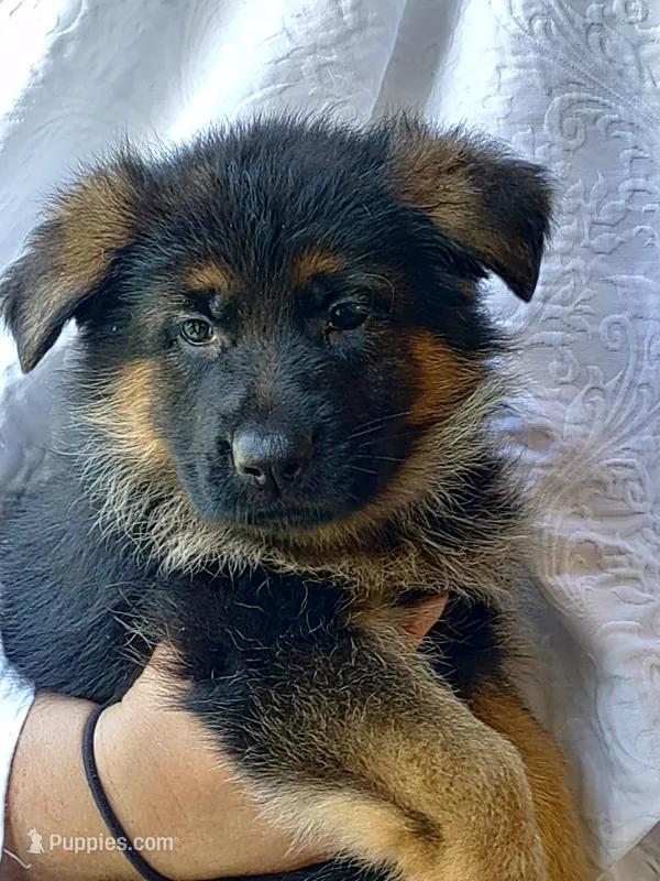 Fila Orange Female – German Shepherd Dog puppy for sale in Virginia Beach, VA