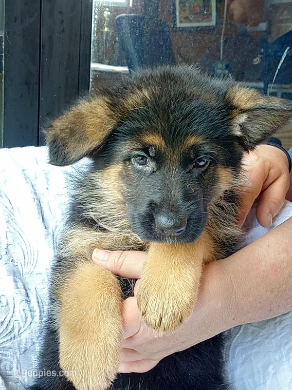 Fila Brown male – German Shepherd Dog puppy for sale in Virginia Beach, VA