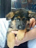 Fila Brown male, a male German Shepherd Dog for sale in Virginia Beach, VA – 1 of 1