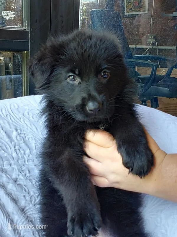 Kara Blue Male – German Shepherd Dog puppy for sale in Virginia Beach, VA