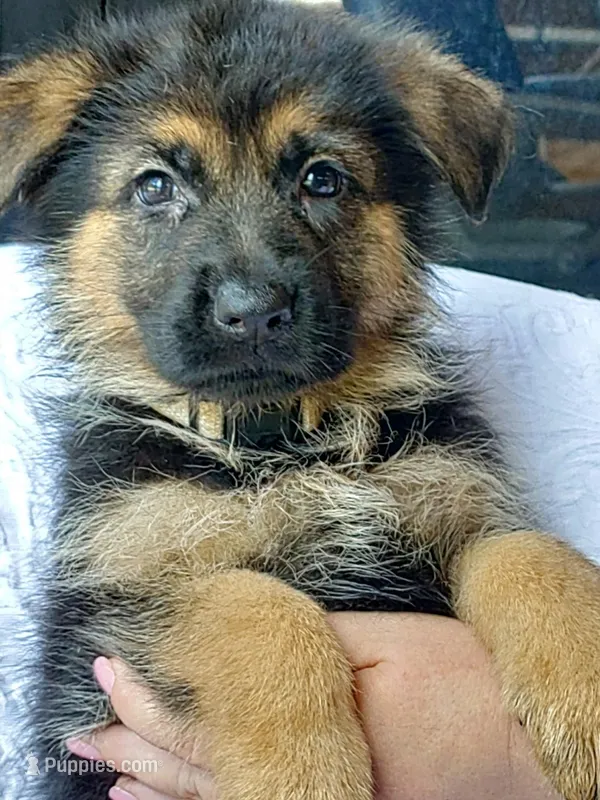 Fila Pink Female – German Shepherd Dog puppy for sale in Virginia Beach, VA