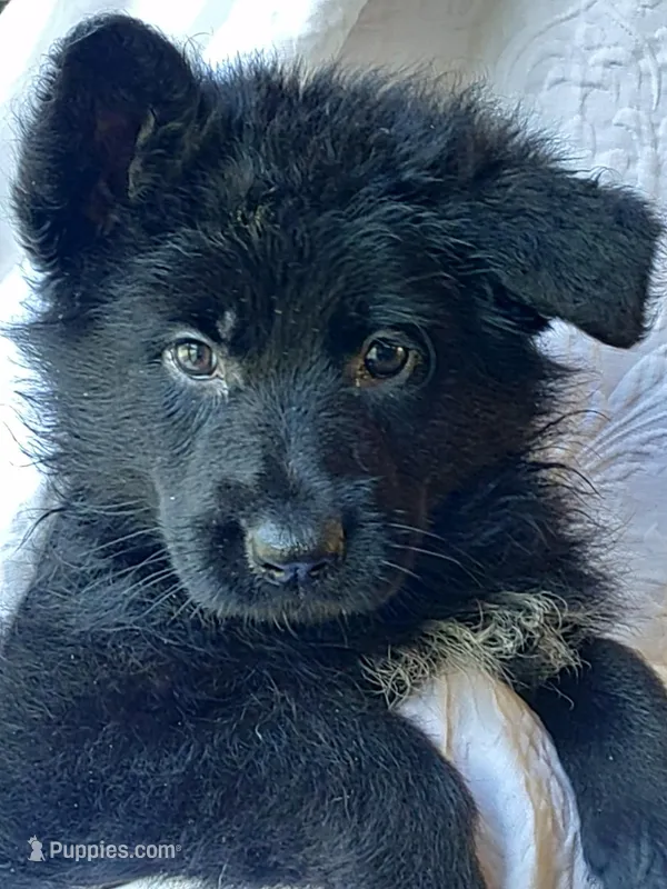 Kara Gray Collar Male – German Shepherd Dog puppy for sale in Virginia Beach, VA