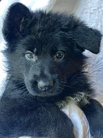 Kara Gray Collar Male, a female German Shepherd Dog for sale in Virginia Beach, VA – 1 of 1