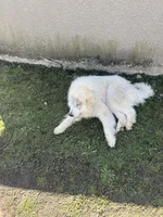 Nieves , a female Great Pyrenees for sale in Maplewood, MN – Photo 2 of 2