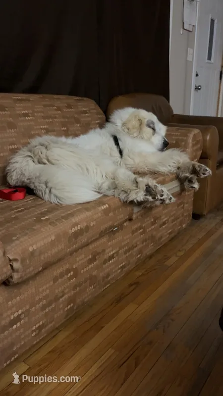 Nieves  – Great Pyrenees puppy for sale in Maplewood, MN