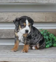 Molly, a female English Bulldog and Beagle for sale in Baltic, OH – Photo 8 of 9