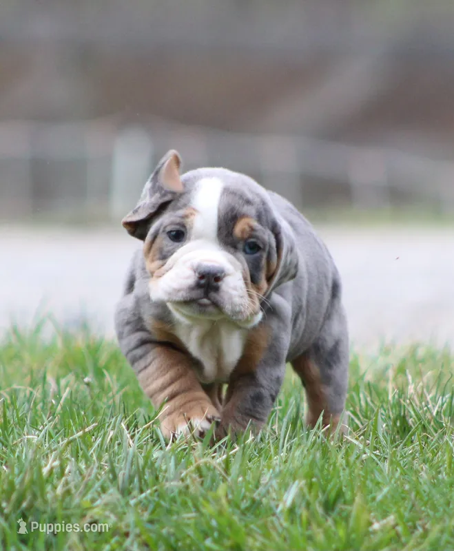 Reba – English Bulldog, Beagle puppy for sale in Baltic, OH