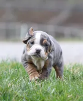 Reba, a female English Bulldog and Beagle for sale in Baltic, OH – Photo 2 of 8