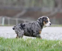 Molly, a female English Bulldog and Beagle for sale in Baltic, OH – Photo 3 of 9