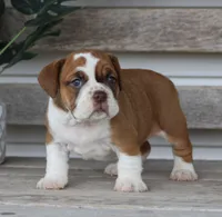 Lily, a female English Bulldog and Beagle for sale in Baltic, OH – Photo 2 of 6