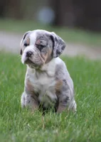 Bianca, a female English Bulldog and Beagle for sale in Baltic, OH – Photo 2 of 10
