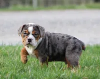 Fabian, a male English Bulldog and Beagle for sale in Baltic, OH – Photo 3 of 9