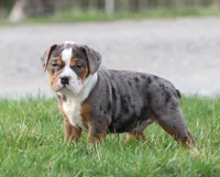 Fabian, a male English Bulldog and Beagle for sale in Baltic, OH – Photo 2 of 9