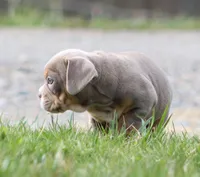 Rolex, a male English Bulldog and Beagle for sale in Baltic, OH – Photo 6 of 10
