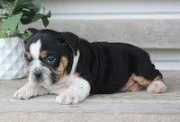 Leo, a male English Bulldog and Beagle for sale in Baltic, OH – Photo 7 of 8