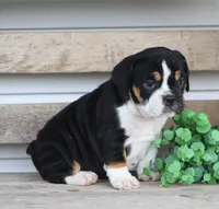 Mia, a female English Bulldog and Beagle for sale in Baltic, OH – Photo 3 of 7