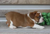 Lily, a female English Bulldog and Beagle for sale in Baltic, OH – Photo 6 of 6