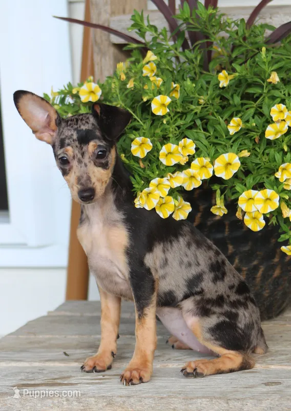 Daisy – Miniature Pinscher puppy for sale in Baltic, OH