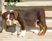 Rose, a female English Bulldog and Beagle for sale in Baltic, OH – 6 of 8