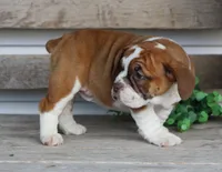 Lily, a female English Bulldog and Beagle for sale in Baltic, OH – Photo 3 of 6