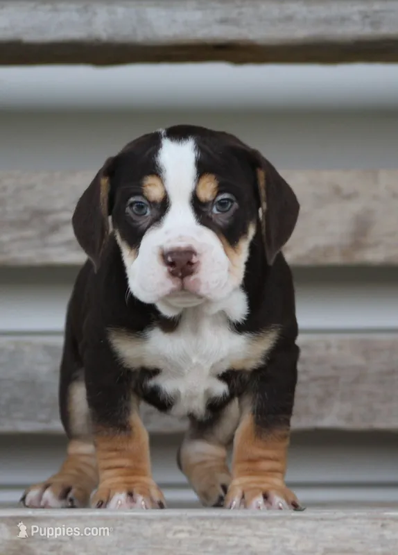 April – English Bulldog, Beagle puppy for sale in Baltic, OH