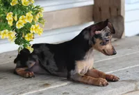Daisy, a female Miniature Pinscher for sale in Baltic, OH – 5 of 6