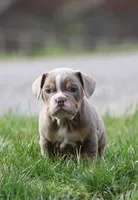 Rolex, a male English Bulldog and Beagle for sale in Baltic, OH – Photo 2 of 10