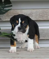 Mia, a female English Bulldog and Beagle for sale in Baltic, OH – Photo 2 of 7