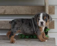 Reba, a female English Bulldog and Beagle for sale in Baltic, OH – Photo 6 of 8