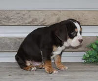 April, a female English Bulldog and Beagle for sale in Baltic, OH – Photo 7 of 7
