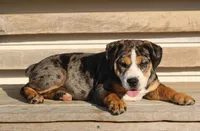 Molly, a female English Bulldog and Beagle for sale in Baltic, OH – 2 of 8