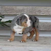 Reba, a female English Bulldog and Beagle for sale in Baltic, OH – Photo 5 of 8