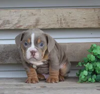 Rolex, a male English Bulldog and Beagle for sale in Baltic, OH – Photo 7 of 10