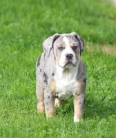 Bianca, a female English Bulldog and Beagle for sale in Baltic, OH – 4 of 10