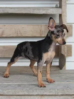 Daisy, a female Miniature Pinscher for sale in Baltic, OH – 2 of 6