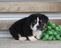 Mia, a female English Bulldog and Beagle for sale in Baltic, OH – Photo 6 of 7