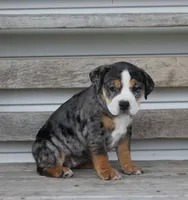 Molly, a female English Bulldog and Beagle for sale in Baltic, OH – Photo 2 of 9