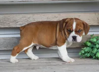 Rusty, a male English Bulldog and Beagle for sale in Baltic, OH – Photo 2 of 9