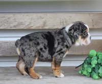 Jewel, a female English Bulldog and Beagle for sale in Baltic, OH – Photo 5 of 10