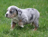 Bianca, a female English Bulldog and Beagle for sale in Baltic, OH – Photo 5 of 10