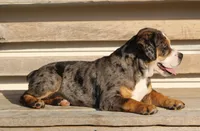 Molly, a female English Bulldog and Beagle for sale in Baltic, OH – 7 of 8