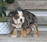 Jewel, a female English Bulldog and Beagle for sale in Baltic, OH – Photo 6 of 10