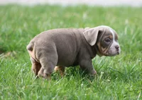Rolex, a male English Bulldog and Beagle for sale in Baltic, OH – Photo 4 of 10
