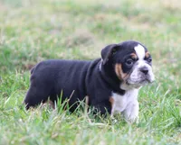 Leo, a male English Bulldog and Beagle for sale in Baltic, OH – Photo 3 of 8