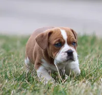 Rusty, a male English Bulldog and Beagle for sale in Baltic, OH – Photo 8 of 9