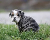 Jewel, a female English Bulldog and Beagle for sale in Baltic, OH – Photo 8 of 10