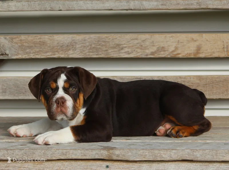 Rose – English Bulldog, Beagle puppy for sale in Baltic, OH