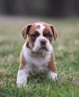Lily, a female English Bulldog and Beagle for sale in Baltic, OH – Photo 5 of 6