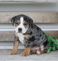 Molly, a female English Bulldog and Beagle for sale in Baltic, OH – Photo 6 of 9